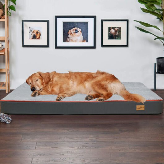 Bingo Paw - BingoPaw Tremendous Waterproof Dog Bed Kennel Thick Foam Fur Mattress Pet Sponge Cushion, Medium (80 x 50 x 8 cm)