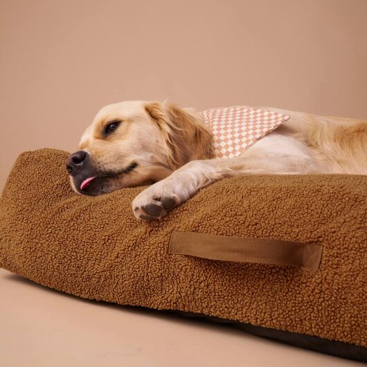 XXL Teddy Pet floor mattress camel